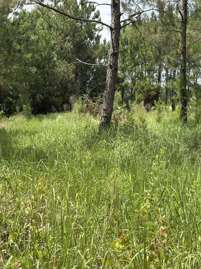 Forestry Mulching in Alberta, AL